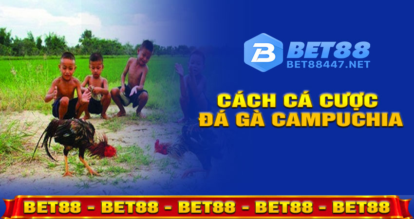 Cách Cá Cược Đá Gà Campuchia Tại BET88