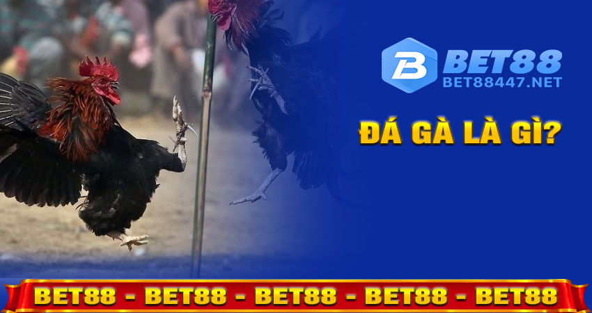 Đá Gà Là Gì?