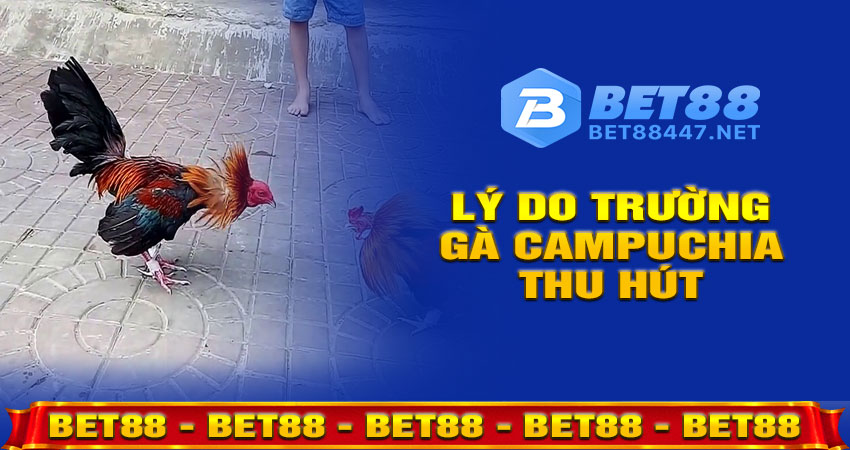 Lý Do Trường Gà Campuchia Thu Hút Người Việt