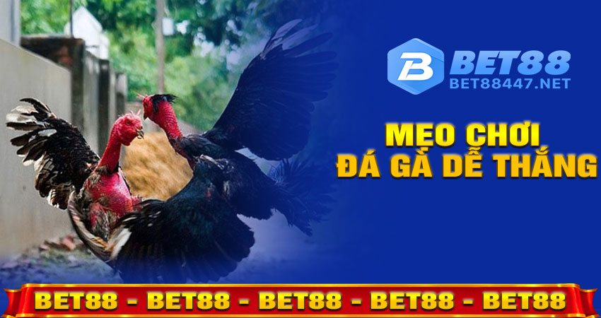 Mẹo Chơi Đá Gà Dễ Thắng Trên Bet88