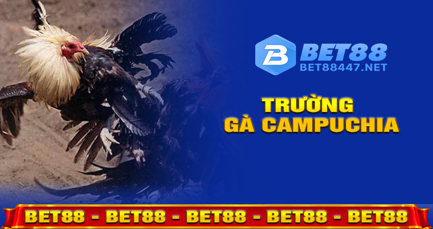 Trường Gà Campuchia