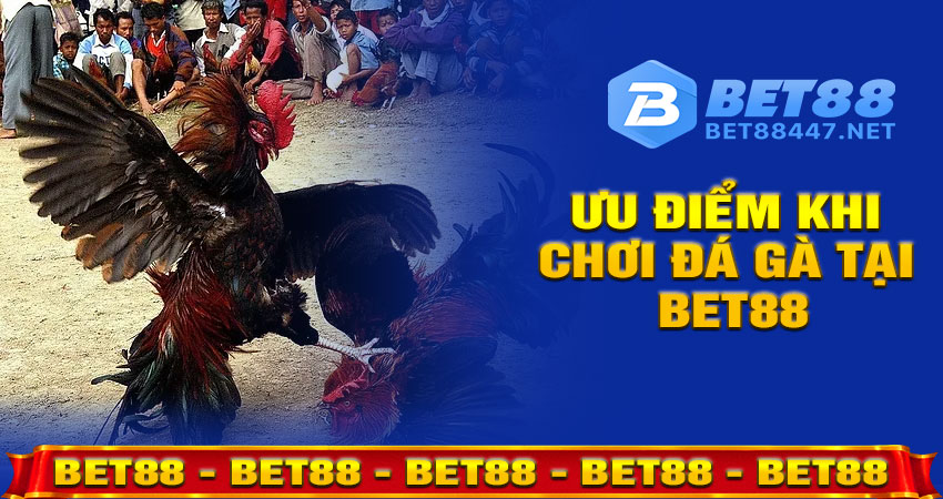 Ưu Điểm Khi Chơi Đá Gà Tại Bet88