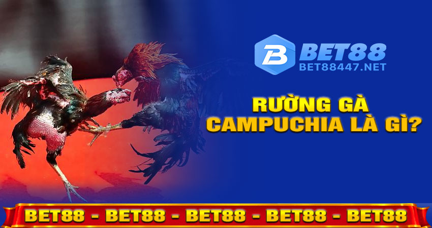 Trường Gà Campuchia Là Gì?